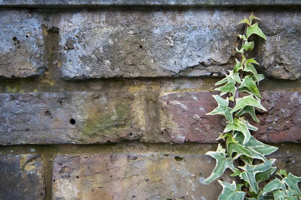 Fond de mur de briques avec lierre — Photo