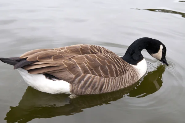 Goose on the lake — Stock Photo, Image