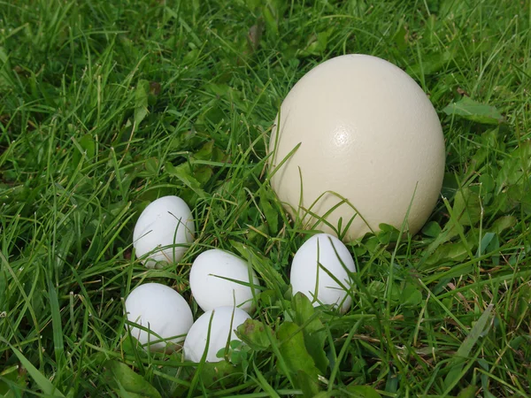 Huevo de avestruz — Foto de Stock