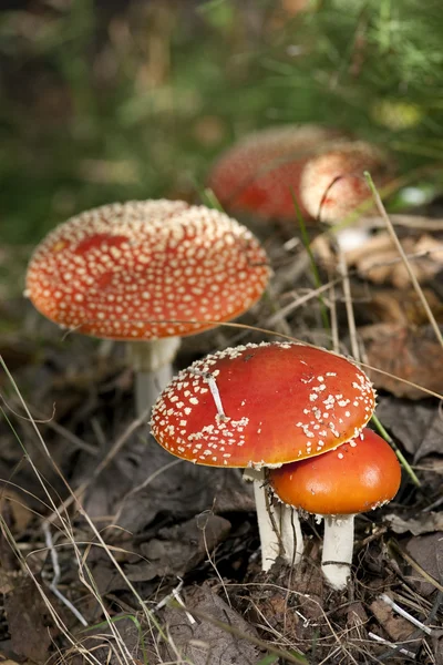 Amanita poisonous mushroom — Stock Photo © ikostudio #4940479