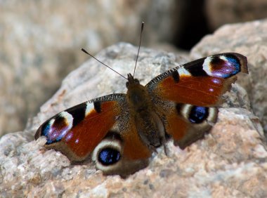 Tavuskuşu Kelebeği (Inachis io)