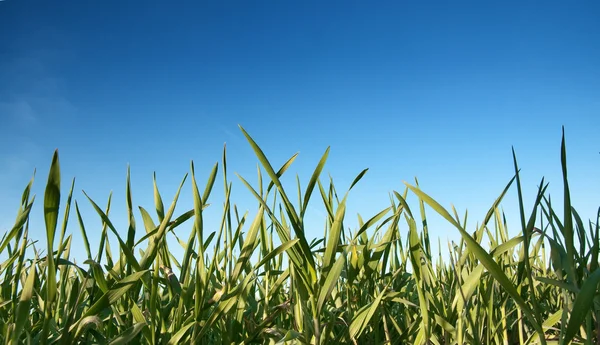 stock image Green grass and clear blue sky