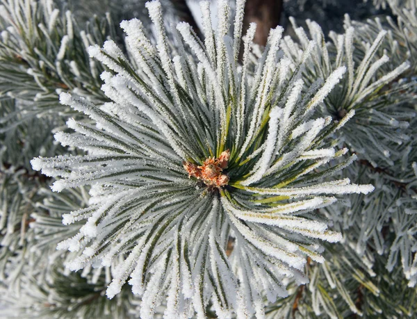 Close up of frost on pine tree — Stock Photo, Image