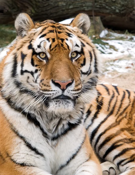 stock image Siberian tiger head portrait