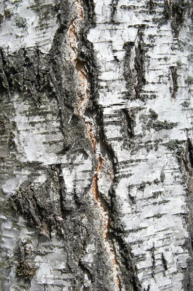 Bir ağaç gövdesinde yakın bir Huş kabuğu — Stok fotoğraf