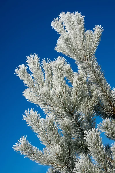 松树树上霜 — 图库照片