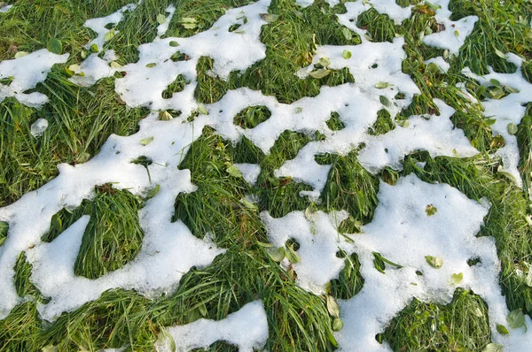 Hierba verde bajo la nieve —  Fotos de Stock