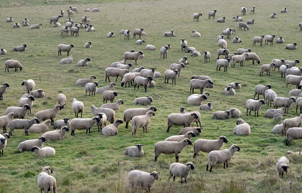 stock image Herd of Sheep in pasture