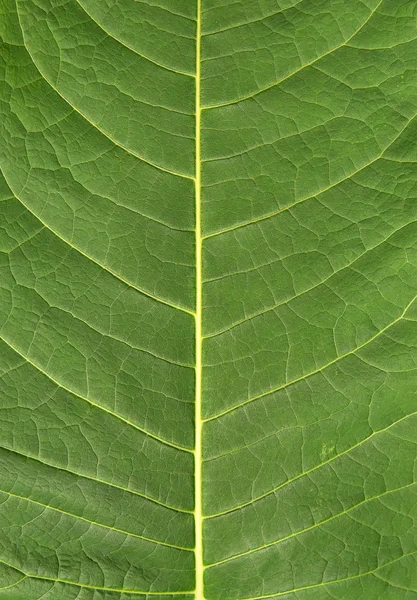 Leaf natural background — Stock Photo, Image
