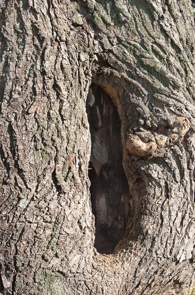 Buraco de tronco de árvore — Fotografia de Stock