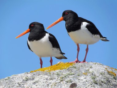 iki Avrasya oystercatchers (haematopus ostralegus), uk scilly Adaları.