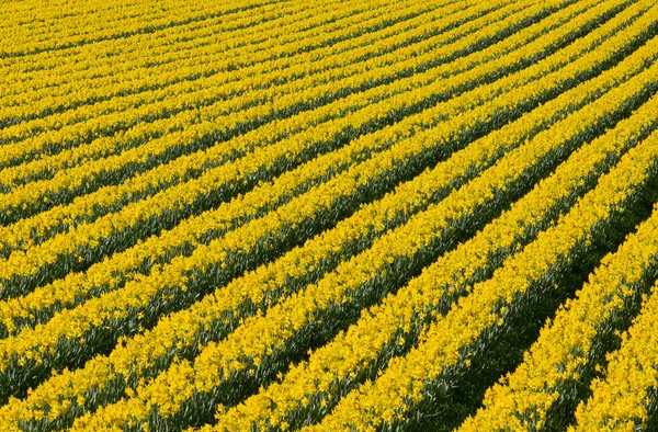 Filas de flores amarillas florecientes de narciso en un campo . —  Fotos de Stock