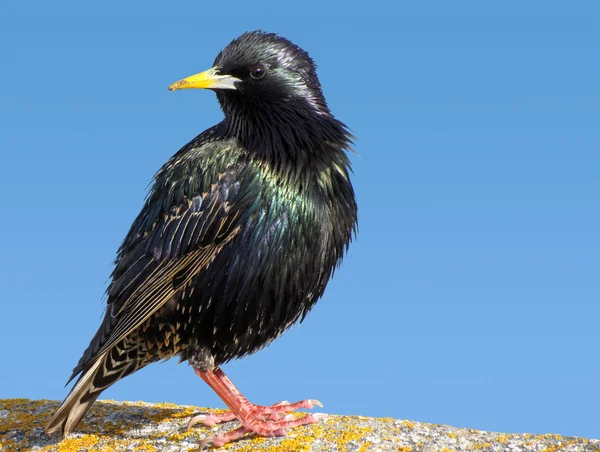 Dekat dari burung jalak . — Stok Foto