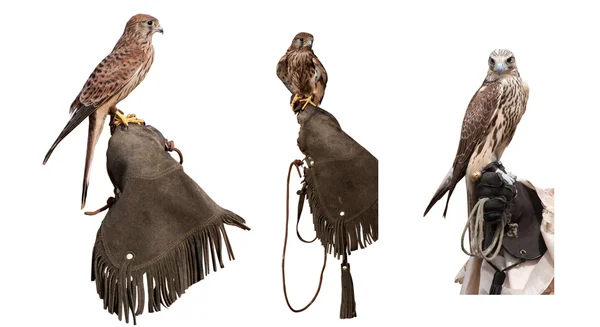 Set of falcons on glove — Stock Photo, Image