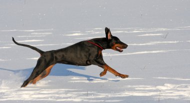 derin karda koşma doberman