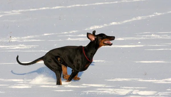 Doberman correndo na neve profunda — Fotografia de Stock
