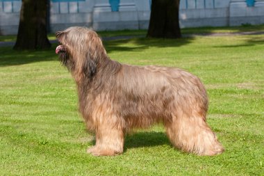 Brie çoban köpeği köpek