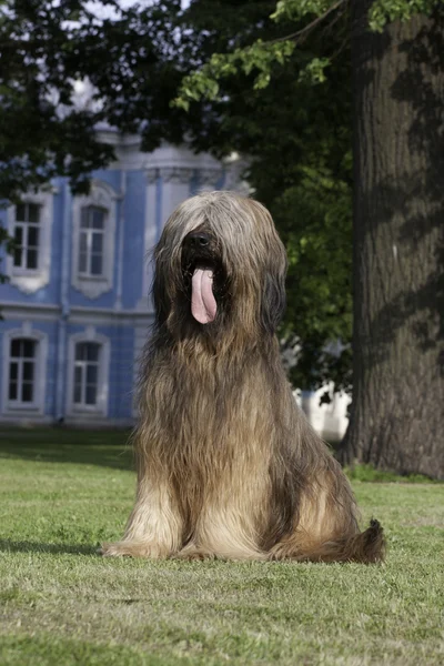 stock image Briard dog