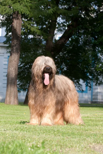 สุนัข Briard — ภาพถ่ายสต็อก