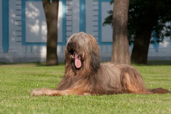 Cane briardo — Foto Stock