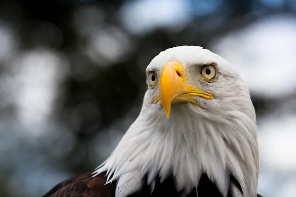 Eagle head Stock Image