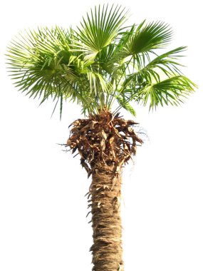 Palm tree isolated on white clipart