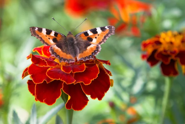 stock image Butterfly