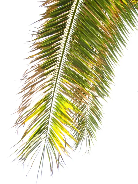 Blade af palmetræ - Stock-foto