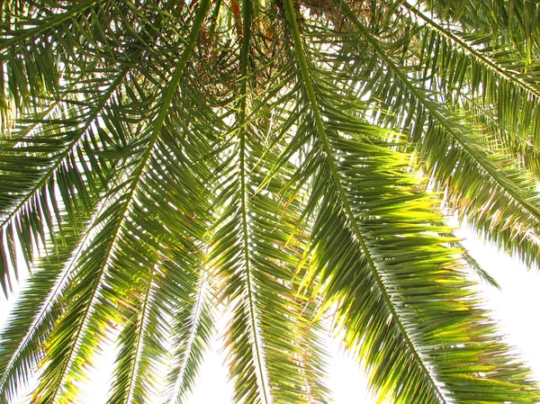 Blade af palmetræ - Stock-foto
