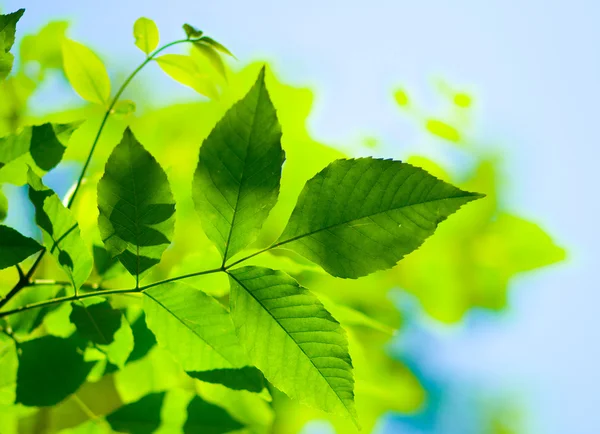Grüne Frühlingsblätter auf weißem Hintergrund — Stockfoto