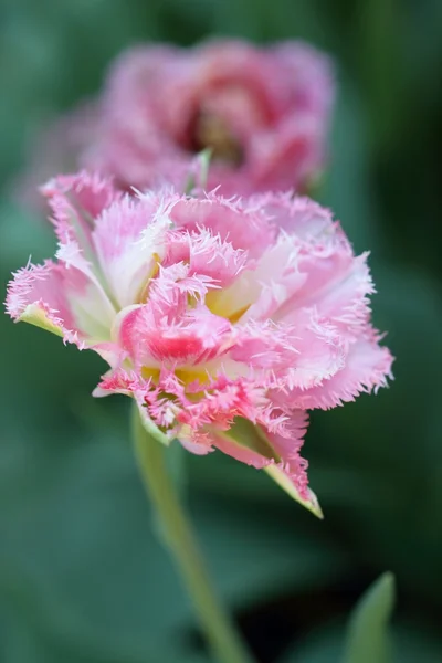 Tulipán 'Queensland' — Stock fotografie