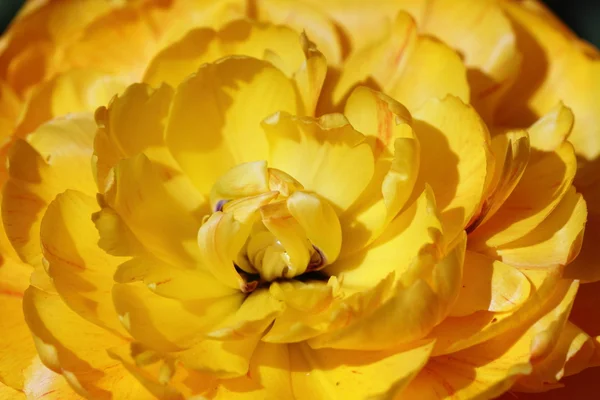 stock image Tulip Double Beauty of Apeldoorn