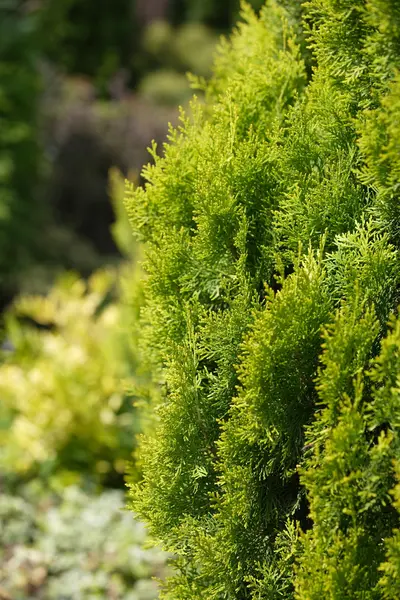 stock image Garden