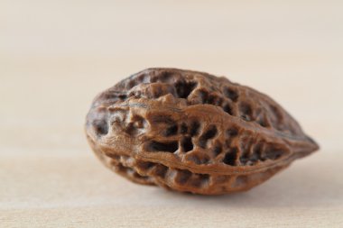 Manchurian walnut clipart
