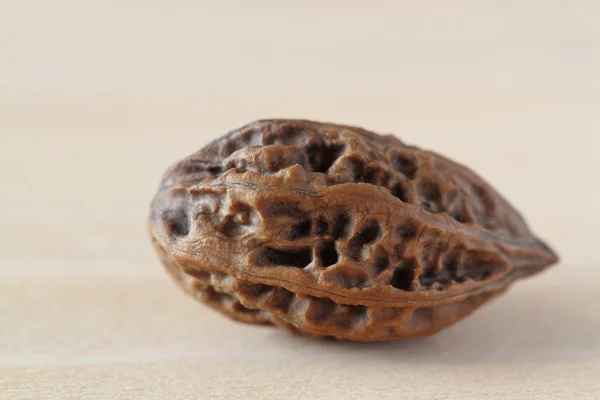 Manchurianský ořech — Stock fotografie