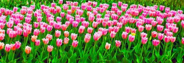 Tulips clipart