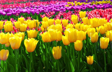 Tulips yellow clipart