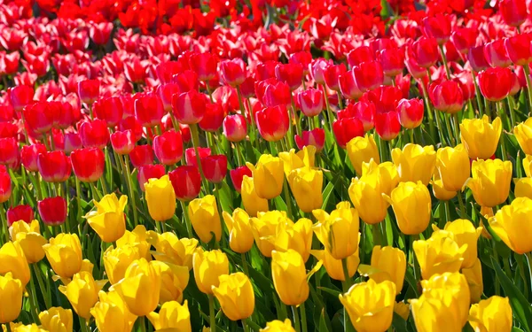 Tulipány žluté a červené — Stock fotografie
