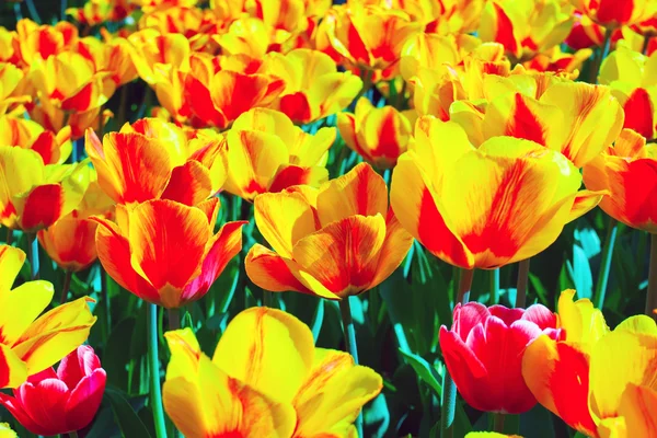 Тюльпаны цвести желтый — стоковое фото