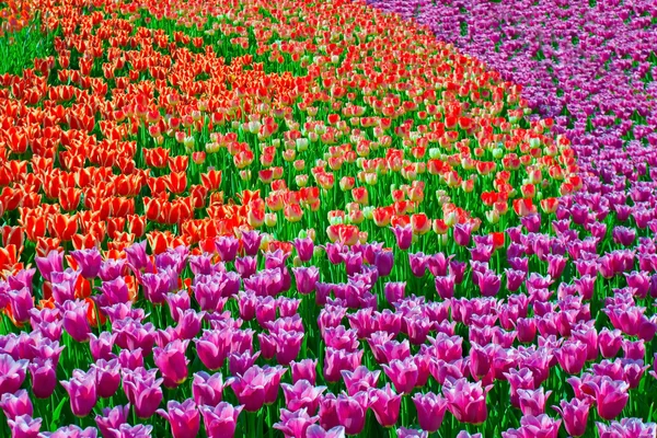 Flor de tulipas — Fotografia de Stock