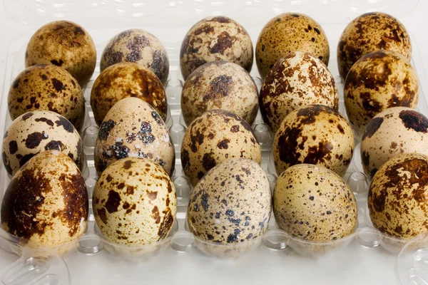 De kwartel eieren — Stockfoto