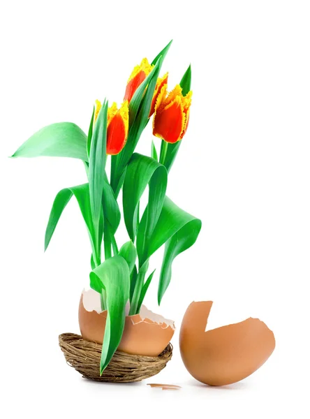 Tulipany w jajku — Zdjęcie stockowe
