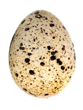 One quail egg isolated clipart