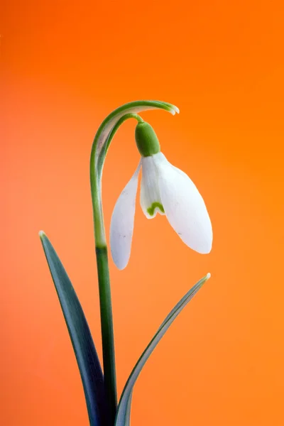 Квітка Пролісок — стокове фото