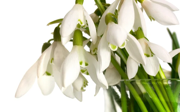 Snowdrop flowers bouquet — Stock Photo, Image
