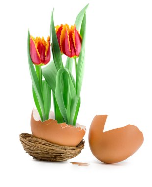 Tulips bloom clipart