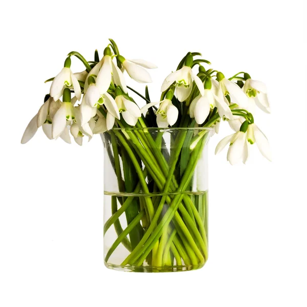 Bouquet di bucaneve — Foto Stock