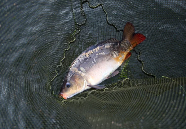 Fish in landing-net — Stock Photo, Image