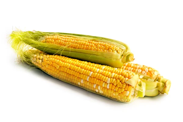 Kukorica növényi — Stock Fotó