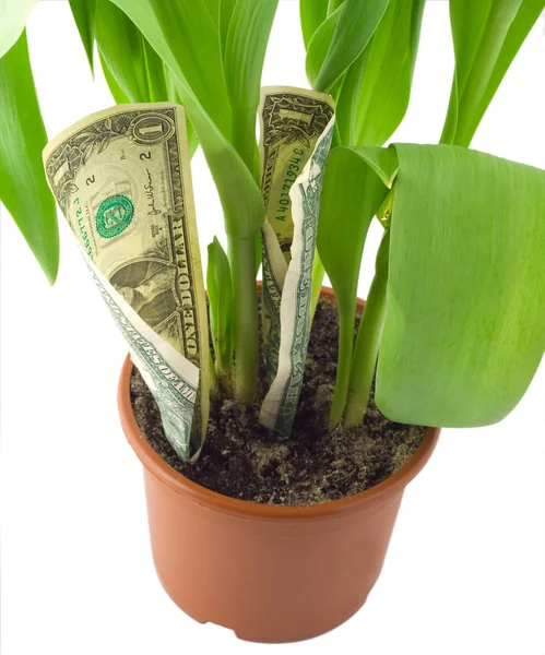 Dollar grow pot — Stockfoto